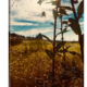 ‘Arthropod Dawning’ solid faced canvas wrap 8x10 front side - StevenDTaylor.com