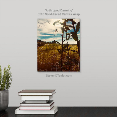 'Arthropod Dawning' solid faced canvas wrap 8x10 on wall - StevenDTaylor.com
