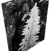 ‘Love Fern’ solid faced canvas wrap 8x10 front top side - StevenDTaylor.com