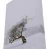 ‘Disrobed in Winter’ solid faced canvas wrap 12x18 front bottom side - StevenDTaylor.com