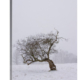 ‘Disrobed in Winter’ solid faced canvas wrap 12x18 front left side - StevenDTaylor.com